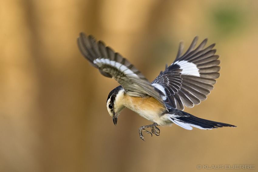 Masked Shrike_KBJ9950.jpg - Masked Shrike - Kibbutz Lotan